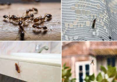 Ameisen, Stechmücken, Spinnen, Kakerlaken: Was tun gegen Ungeziefer im Gartenhaus?