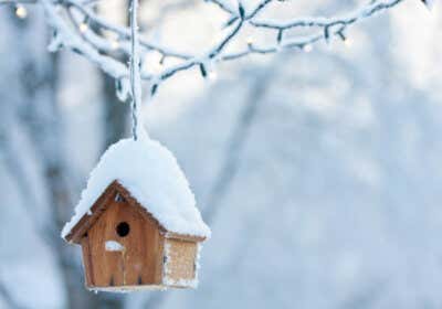Vogelhäuser: Winterhilfe für unsere gefiederten Freunde