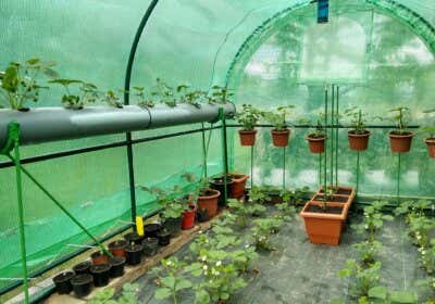 Gewächshaus bepflanzen: Anleitung für den Anbau von Gemüse