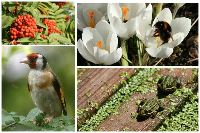 Biologisch Gartnern Tipps Fur Den Okologischen Garten