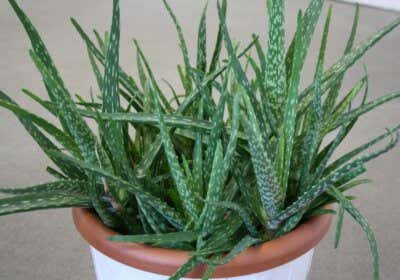 Wunderwaffe Aloe Vera: Wie Sie die Pflanze verarbeiten und verwenden