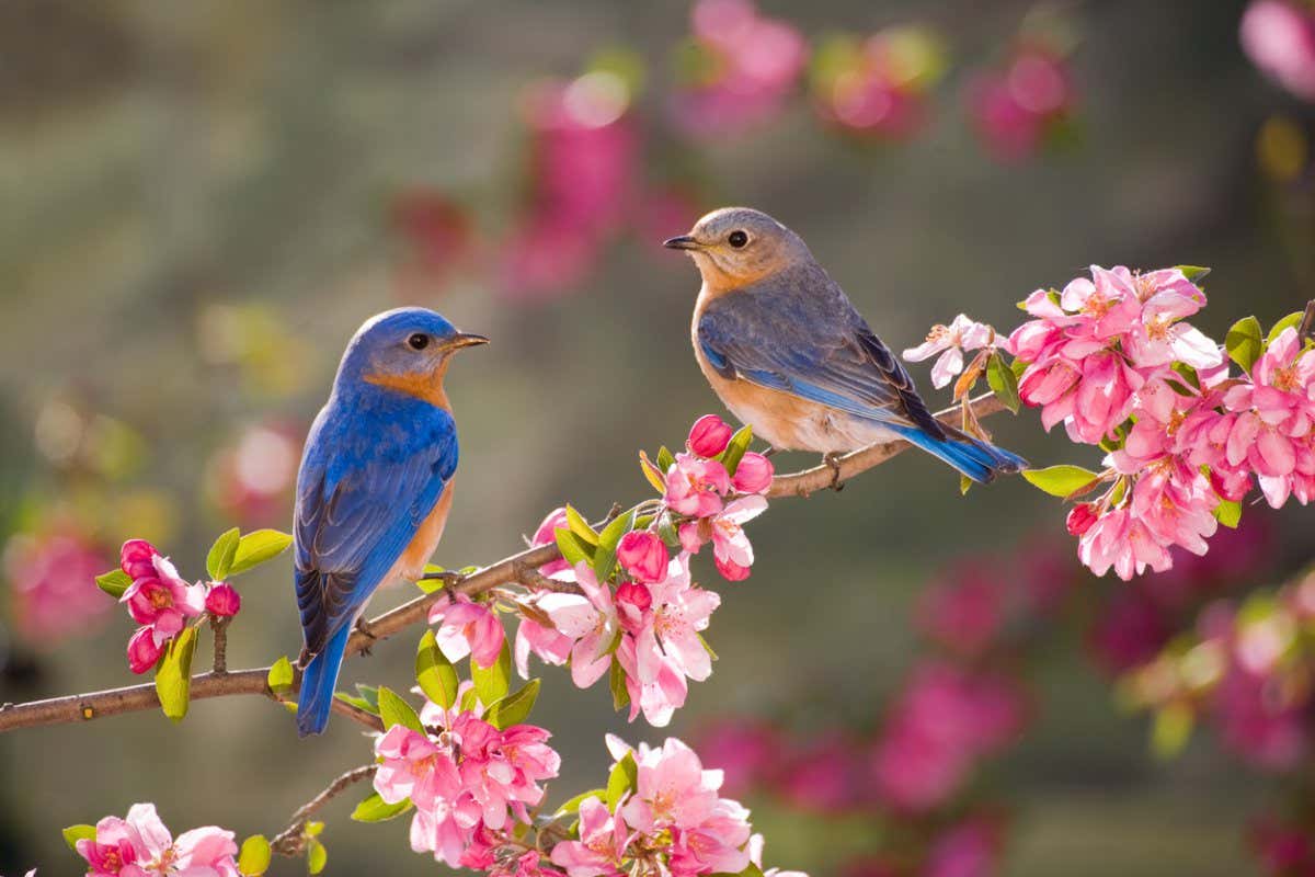 Vögel anlocken: So gestalten Sie Ihren Garten vogelfreundlich