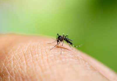 Mücken vertreiben: Mit diesen Hausmitteln können Sie Mücken fernhalten