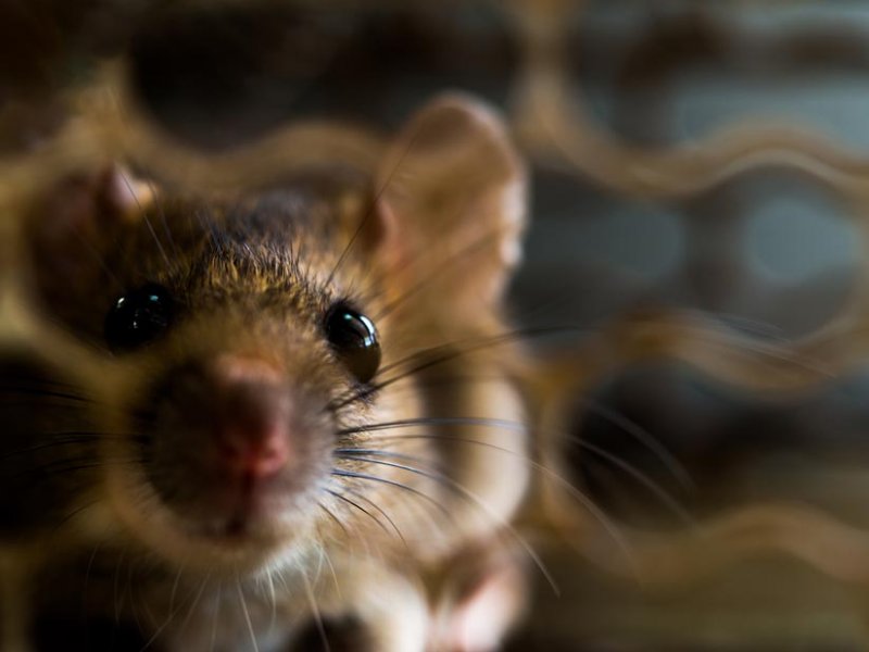 Nagetiere im Haus und Garten Was hilft wirklich?