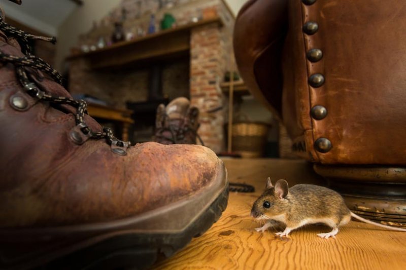 Nagetiere im Haus und Garten Was hilft wirklich?